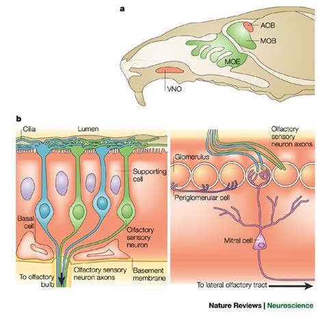 Genes and ligands for odorant, vomeronasal and taste receptors | Biologie, Pense bete, Biologie ...