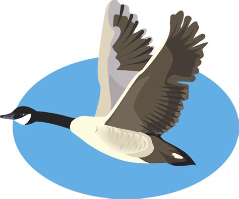 Canadian Goose Clipart