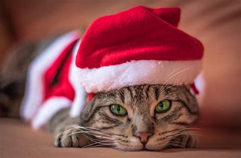 Cats, Cat, Pet, Santa Hat, Stare, HD wallpaper | Peakpx