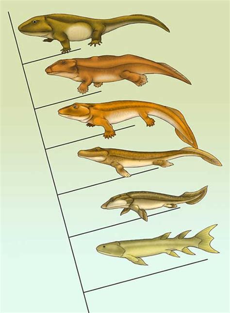 How (Most) Humans Lost Their Tails - From Fish to Tetrapods to Apes to Homo Sapiens | Ancient ...