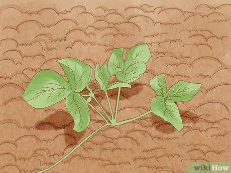 How to Fix Calcium Deficiency in Plants: Signs & Treatments