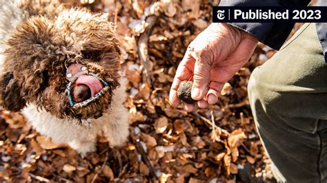 Hunting for Truffles Is a Perilous Pursuit, Especially for the Dogs Who ...