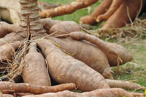 Research shows how to grow more cassava, one of the world’s key food crops