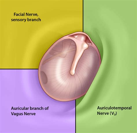 Ear Cartilage Diagram