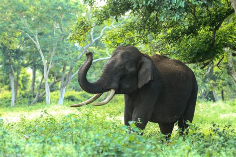 Black Elephant Near Trees · Free Stock Photo