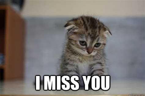 I miss you - Sad Kitten - quickmeme