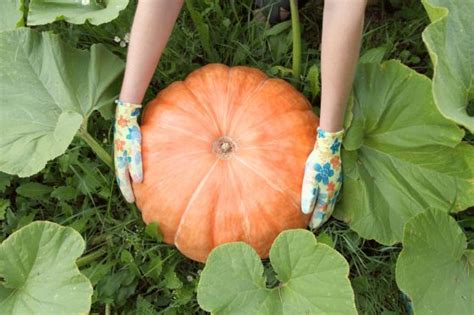 Pumpkin plant care: how to care for pumpkins - Plantura