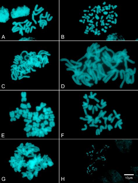 Santalaceae species, metaphases stained with DAPI. A, Phoradendron... | Download Scientific Diagram