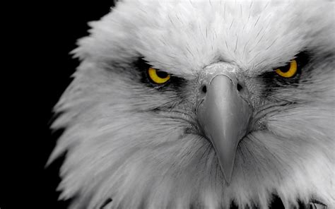 bald, Birds, Eagles Wallpapers HD / Desktop and Mobile Backgrounds