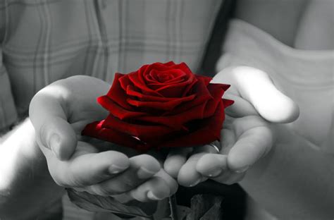 Red Rose Free Stock Photo - Public Domain Pictures