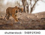 Tiger walking in habitat image - Free stock photo - Public Domain photo - CC0 Images