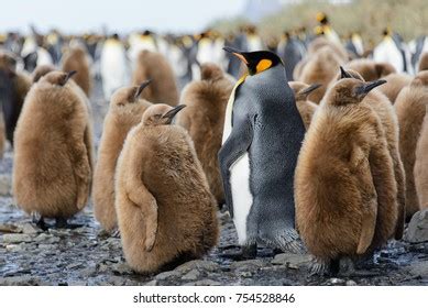 King Penguin Chicks Stock Photo (Edit Now) 754533781