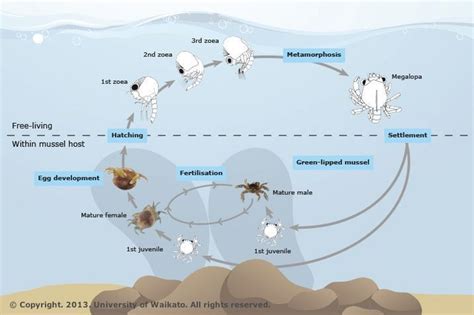 Pin on BLH #DailyDiagram