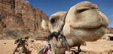 WHO: To Avoid MERS, Don’t Drink Camel Urine – Foreign Policy