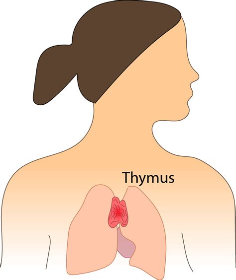 A major role for a small organ during pregnancy - Linköping University