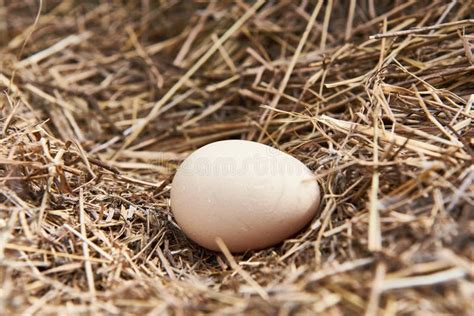 Pheasant nest stock photo. Image of pheasant, wild, feather - 44232102