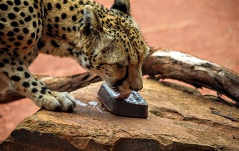 Keeping cool at Werribee zoo | Brimbank & North West