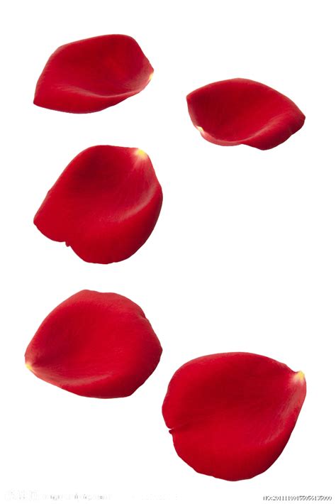 Red Rose Petals for Romantic Flower Decor PNG | PNG All