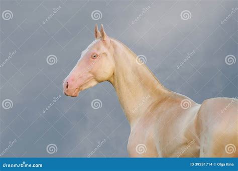 Portrait of Perlino Akhal-Teke Stallion in Field Stock Photo - Image of headrope, equine: 39281714