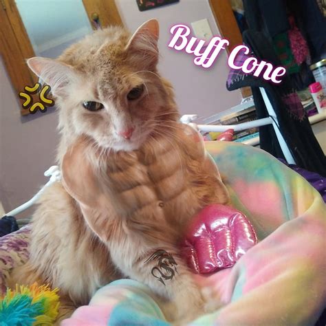 Buff Cat, boredom, meme, Kitty, funny HD phone wallpaper | Pxfuel
