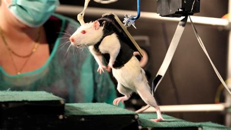 Rats scurry towards paralysis cure - ABC News