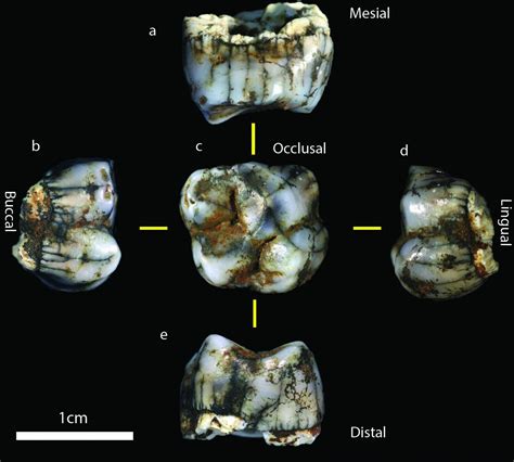 South Africa's Sterkfontein Caves produce two new hominin fossils