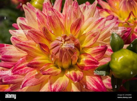 Variegated petals hi-res stock photography and images - Alamy