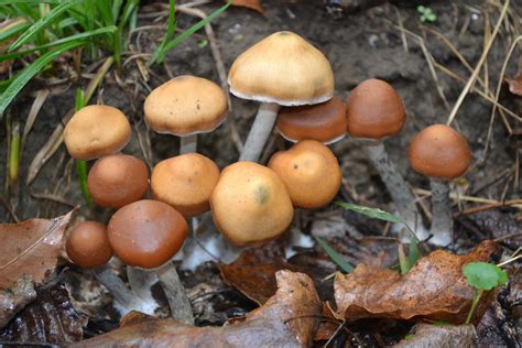 Psilocybe azurescens outdoor bed - 2013 - Hardniess Zone 5a - Mushroom Cultivation - Shroomery ...