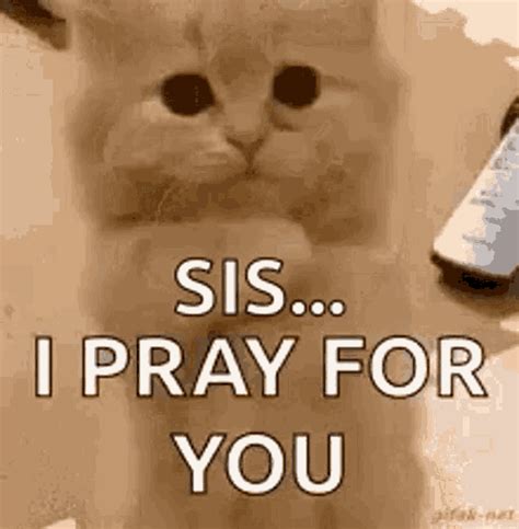 Praying Cat GIF - Praying Cat Please - Discover & Share GIFs