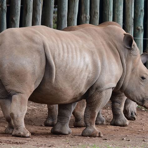 Rhino gestation period - qerycat