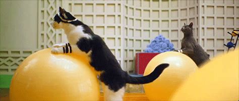 Cat aerobics (some very funny Gifs) | Daily Vowel Movements