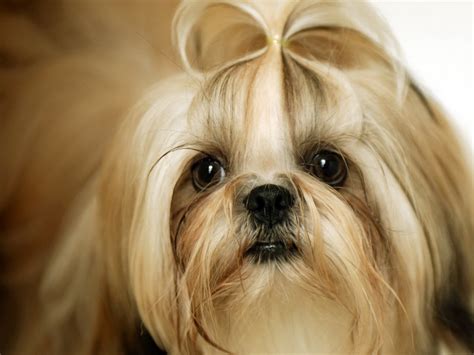 Shih Tzu Dog Wallpapers | Animals Library