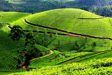 Most famous Tea plantation land – Munnar | adamseo25