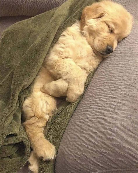 Time to sleep ️ 🐶 | Cute baby dogs, Super cute puppies, Cute baby animals