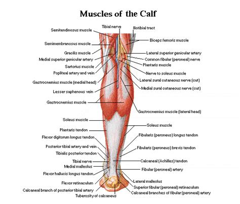 Calf muscles | Anatomy & Physiology | Pinterest