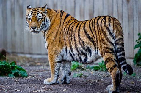 File:Captive Siberian tiger - Copenhagen Zoo, Denmark.jpg - Wikimedia ...