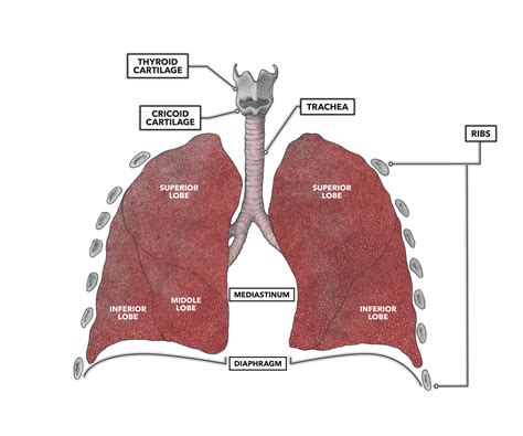 Diagram Of The Lungs With Labels