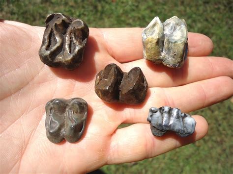 Five Choice Quality Tapir Teeth | Recently Sold | FOSSILS | Prehistoric ...