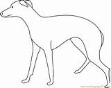 Greyhound Face Coloring Pages sketch template
