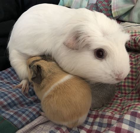 baby guinea pigs for sale - Mad Thing Blogging Galleria Di Immagini