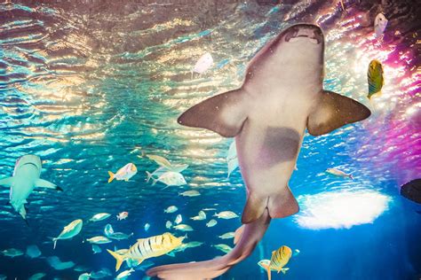 Sharks | SEA LIFE Michigan Aquarium