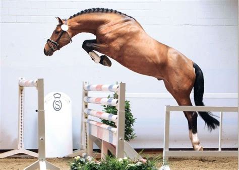 Bay horse jumping | Show jumping horses, Horses, Beautiful horses