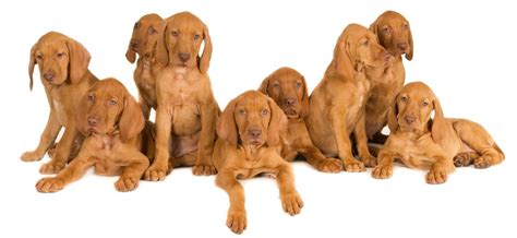 Vizsla Puppies for Sale - Hungarian Vizsla Society