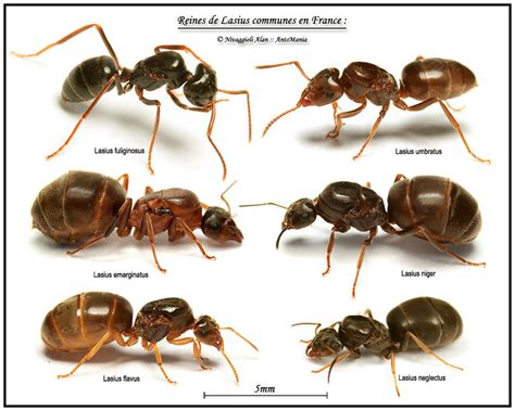 Lasius queens | Formigas, Insetos, Formiga