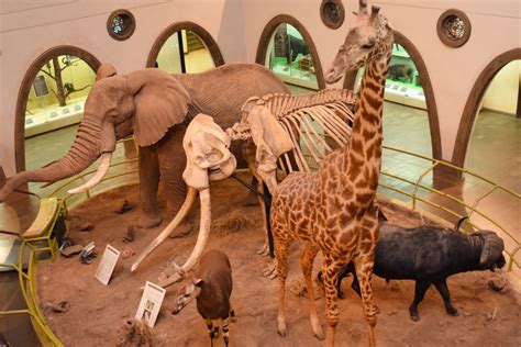 Nairobi National Museum | Nairobi National Park | Kenya Safaris