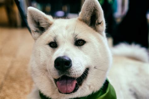 Akita Dog Free Stock Photo - Public Domain Pictures
