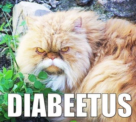 Wilford Brimley Cat (With images) | Haha funny, Funny animals, Laugh