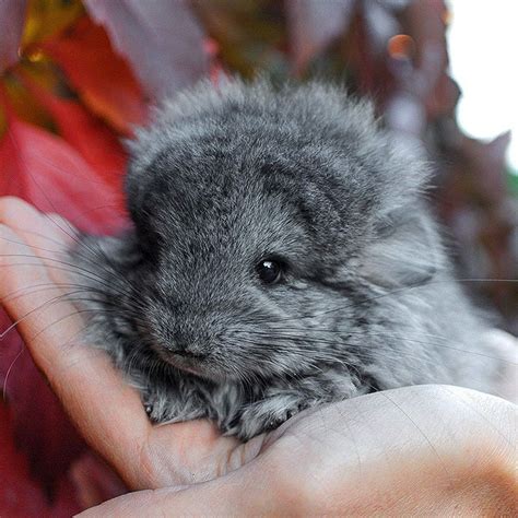 15 Crías de chinchilla que te derretirán el corazón | Panda Curioso