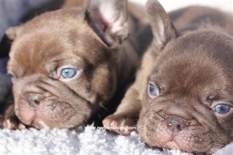 French Bulldog Coat Colors | NW Frenchies Breeder in Washington State ...