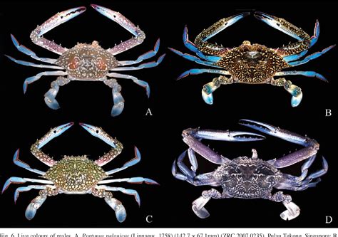 Figure 6 from A REVISION OF THE PORTUNUS PELAGICUS (LINNAEUS, 1758) SPECIES COMPLEX (CRUSTACEA ...